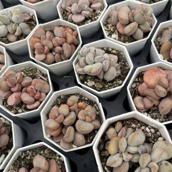 005.Pachyphytum 'Frosted Egg'