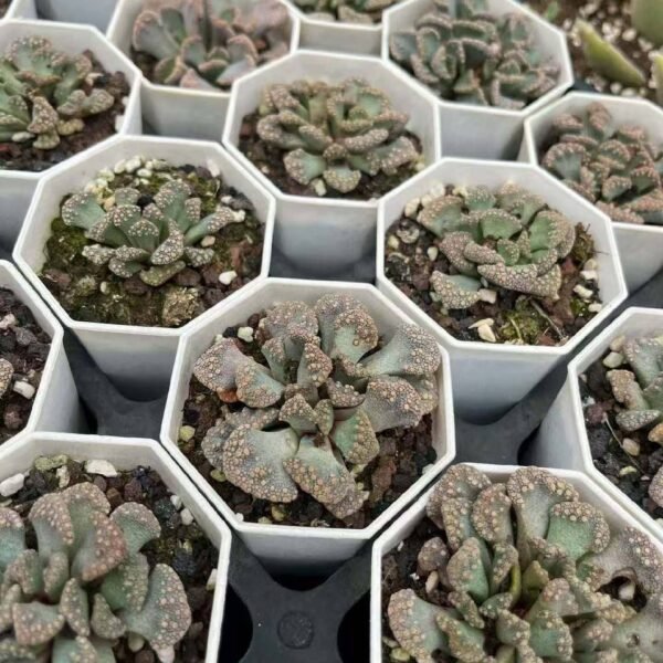 006.Titanopsis calcarea
