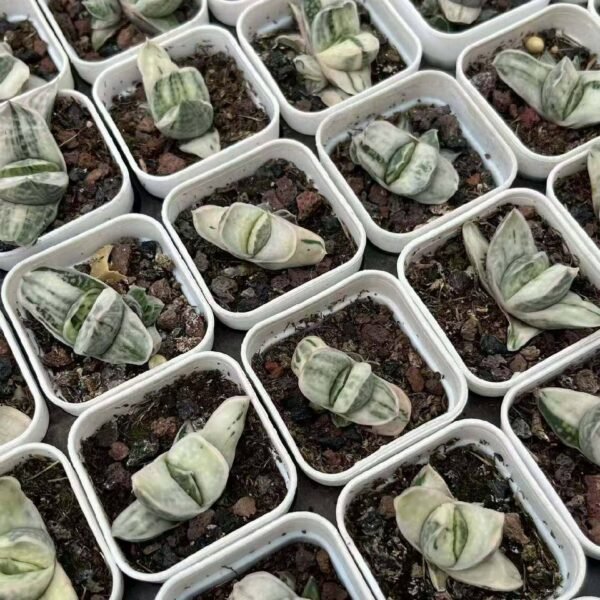 007.Gasteria gracilis var. minima