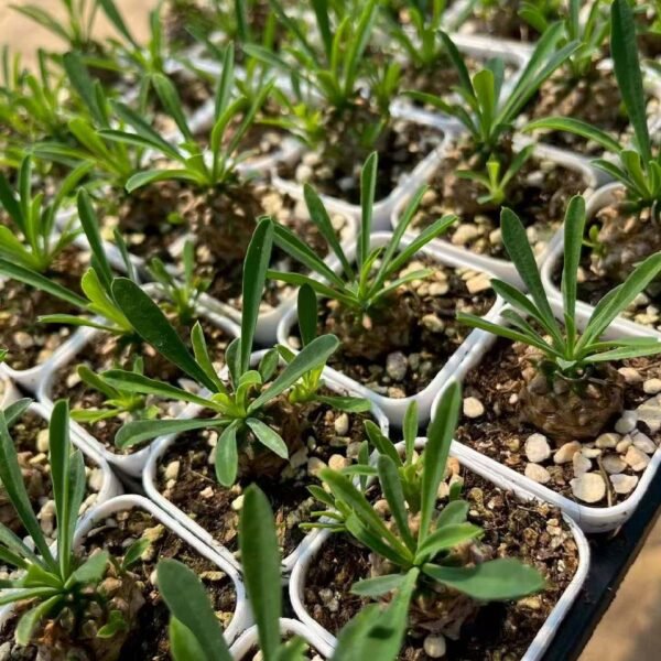 008.Euphorbia 'Gabisan'