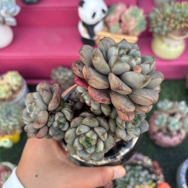 201.葡萄