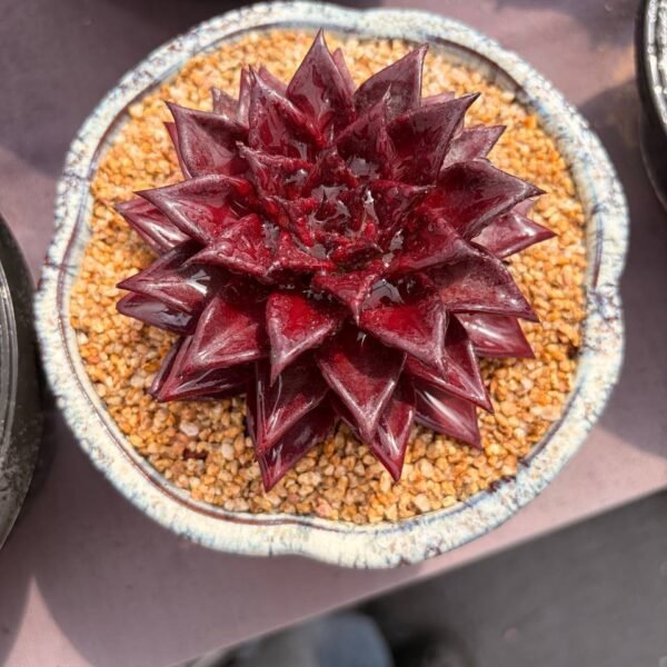 264.Echeveria text{'Psyche'