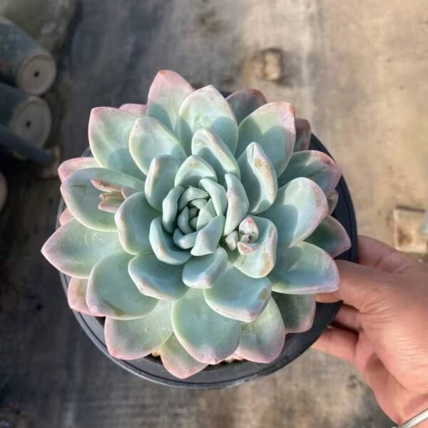 011.Echeveria 'Ice green'