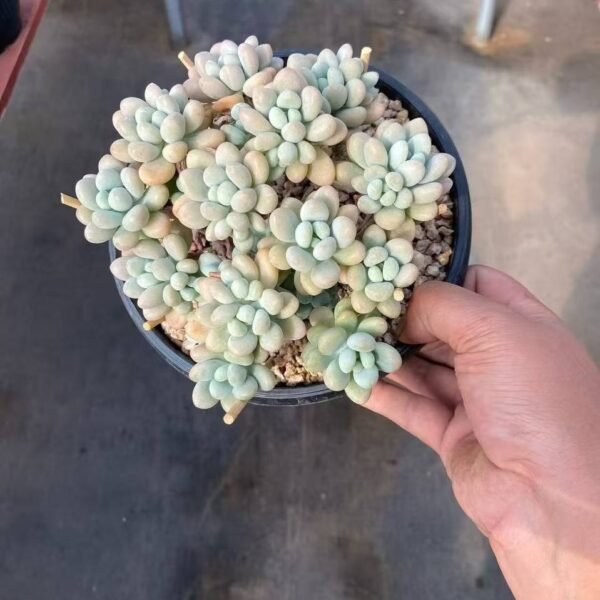 012.× Graptosedum