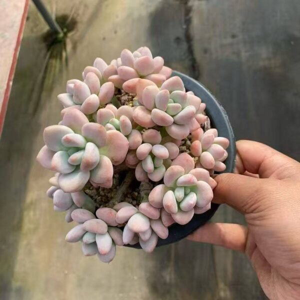 013.× Graptosedum