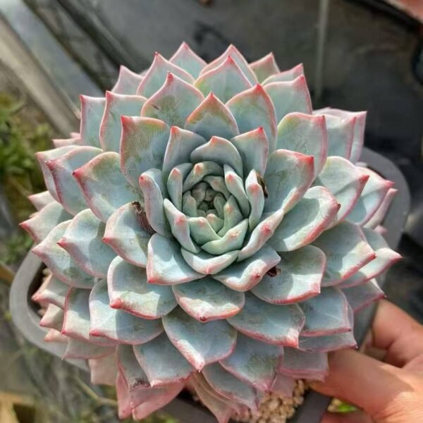 014.Echeveria 'Blue Bird'