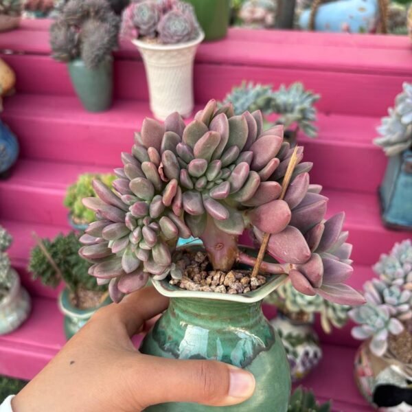 208.桃花源缀