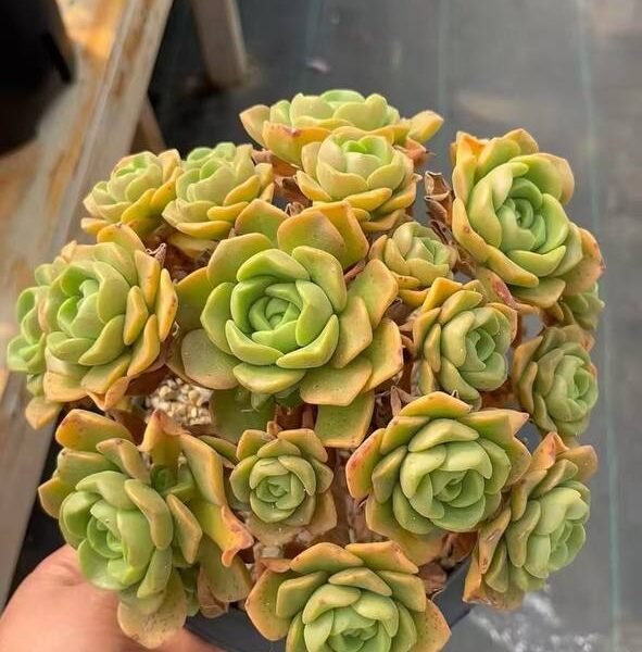 016.Aeonium 'Lily Pad'
