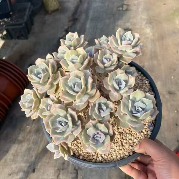 017.xGraptoveria 'Mrs Richards'