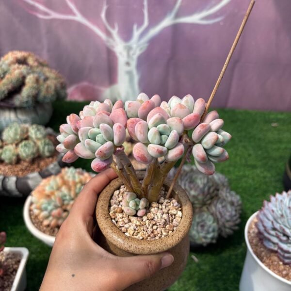 340.Graptosedum 'Miul'