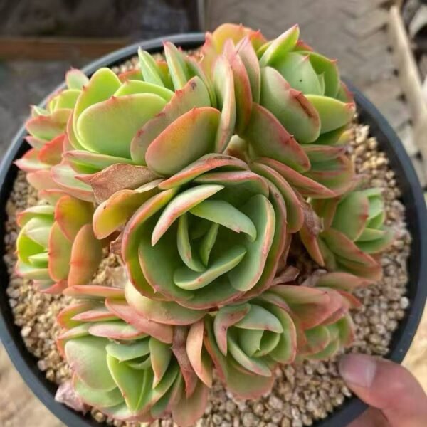 019.Echeveria 'Peach Pride'