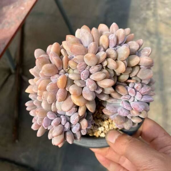020.Graptoveria 'Fentu'