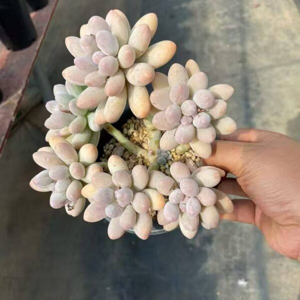 021.(Pachyphytum text{ 'Sweet Dumpling'})