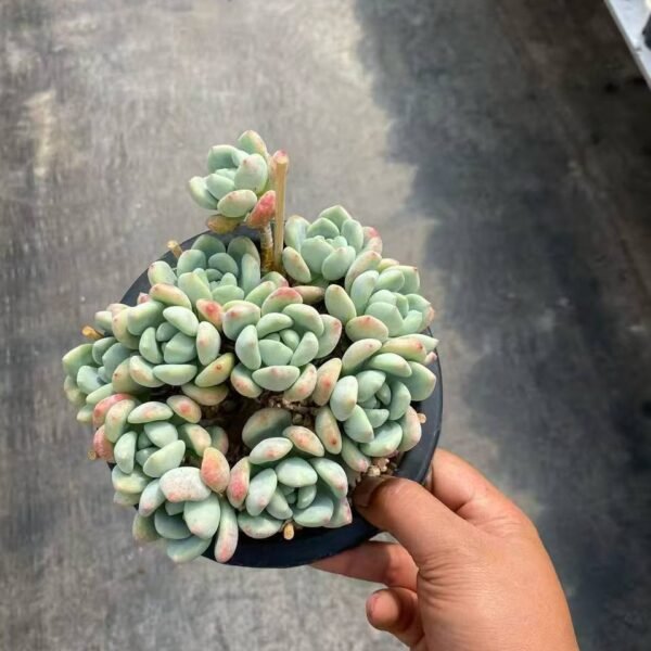 022.Echeveria 'Wang-Shu'