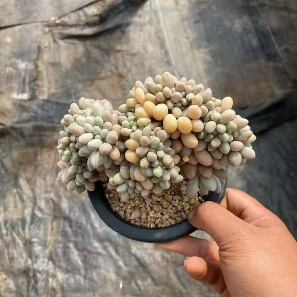 023.Pachyphytum 'Sweet Dumpling'