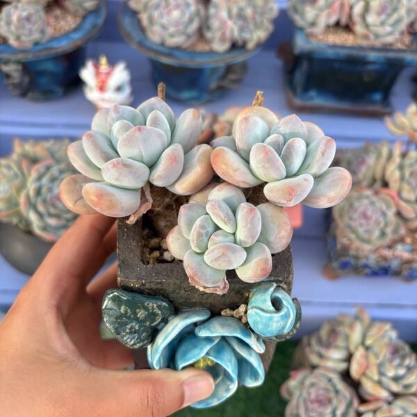 217.香水