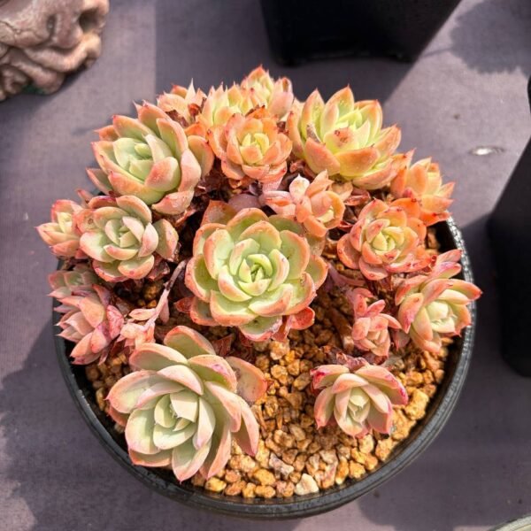 266.Echeveria 'Silk Veil'