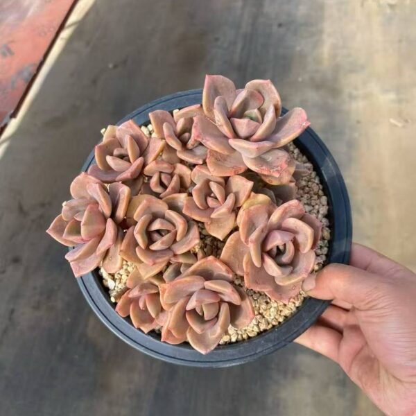 024.Echeveria 'Glaze Lamp'