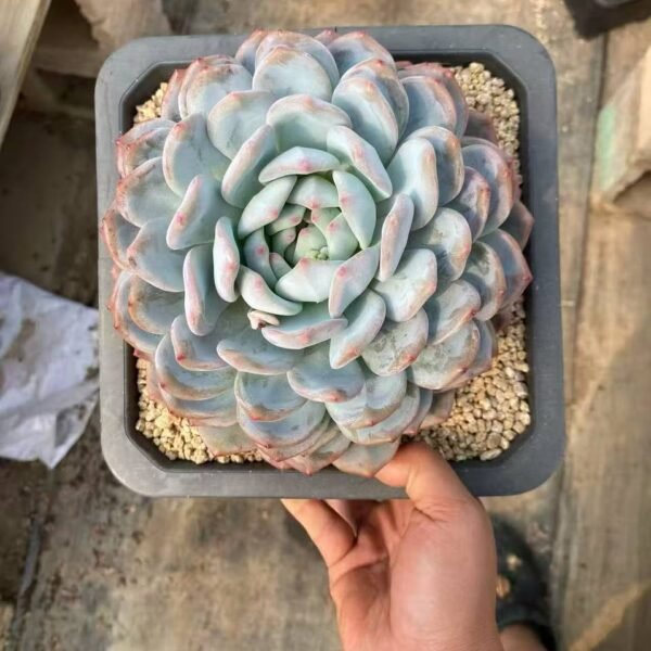025.Echeveria 'Monroe'