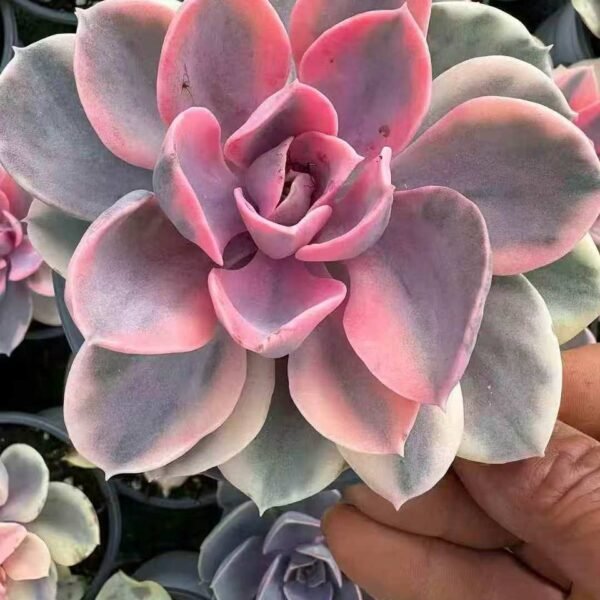 026.Echeveria 'Rainbow'