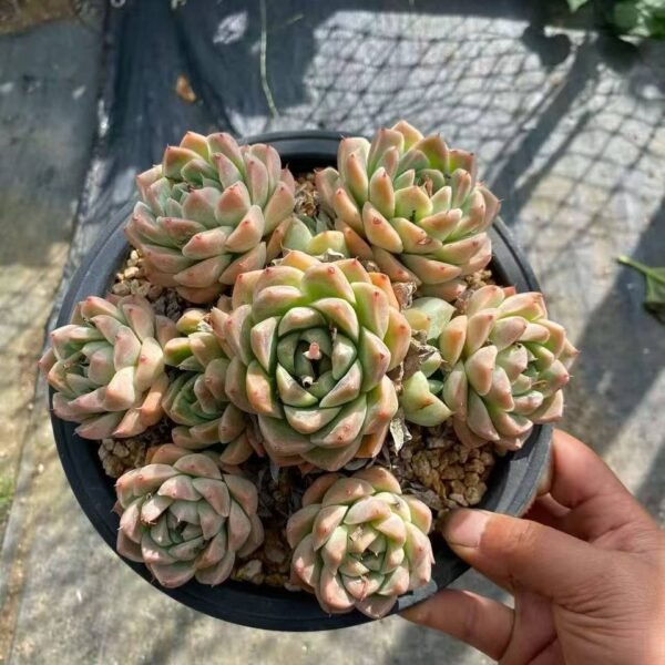 027.Echeveria 'Alba beauty'