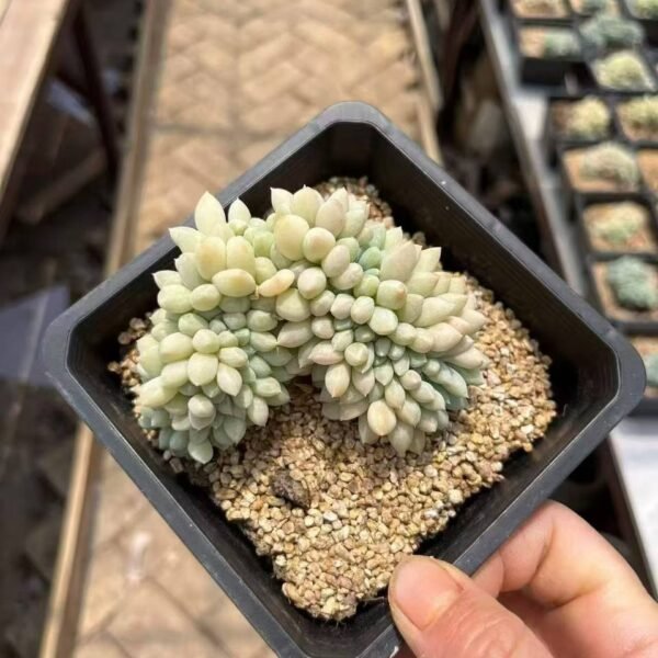 029.Echeveria Toffee