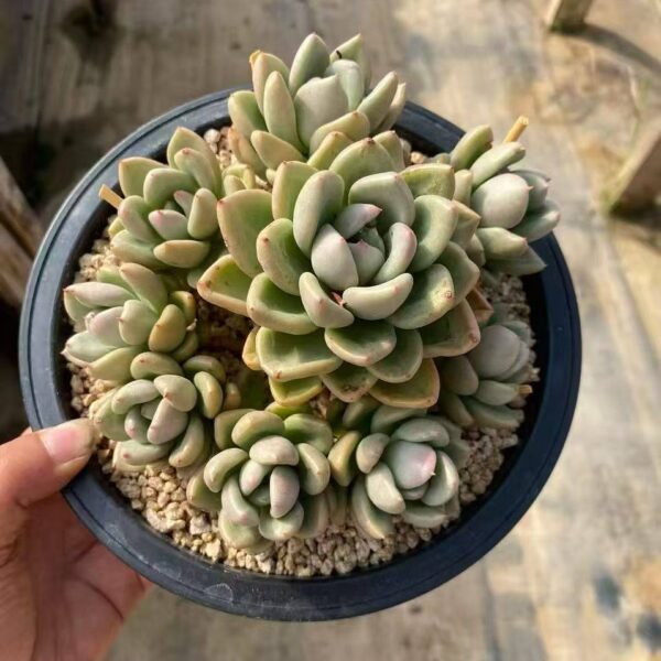 030.xGraptoveria 'Avocado Cream'