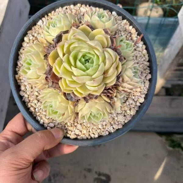 031.Echeveria 'Onslow'
