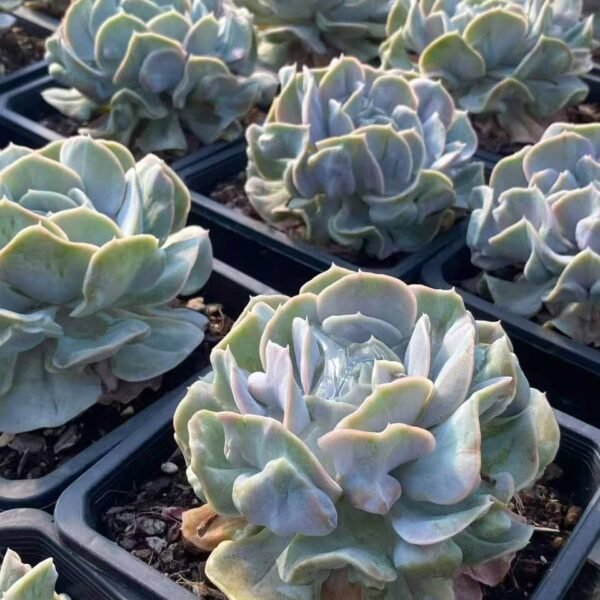 032.Echeveria 'Yunyao'
