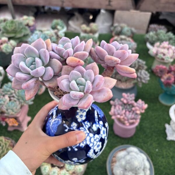 226.花斑鹿