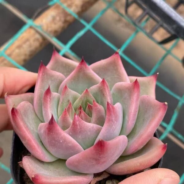 033.Echeveria cuspidata var. cuspidata 'Menchaca'