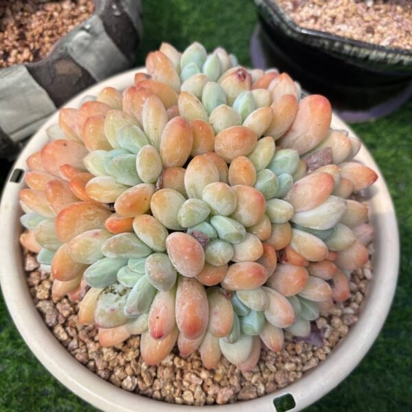 341.Pachyveria 'Elaine Reinelt'