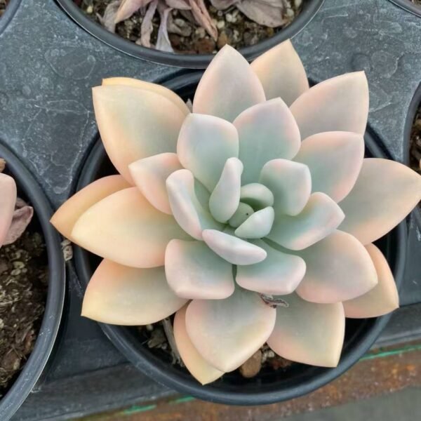 034.×Graptoveria 'Opalina'