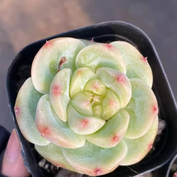 035.Echeveria 'Green Bodhi