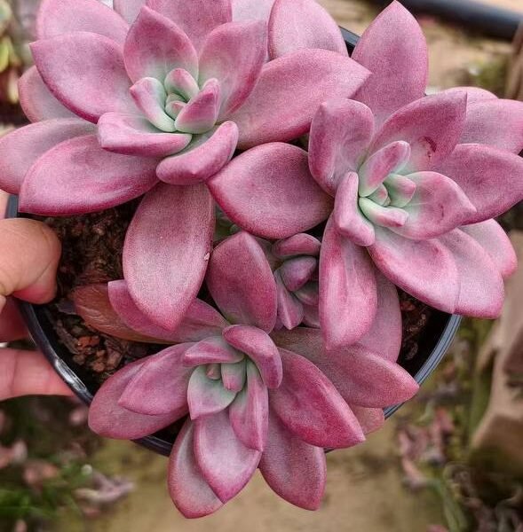 037.Echeveria 'Hephaestus'