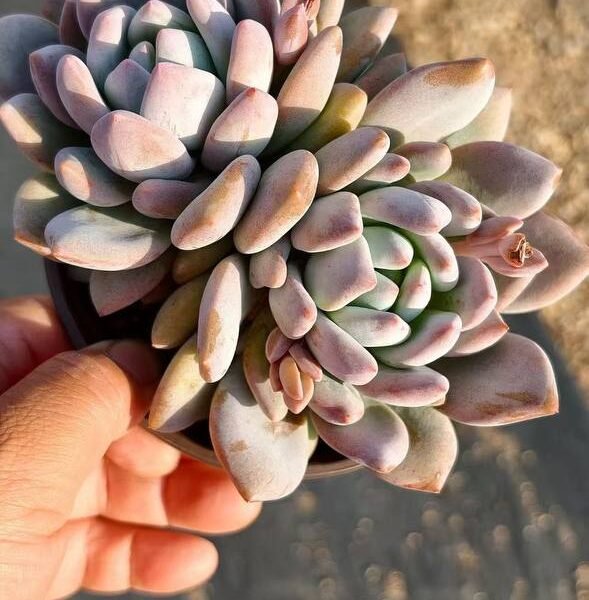 038.Echeveria 'Banxia'