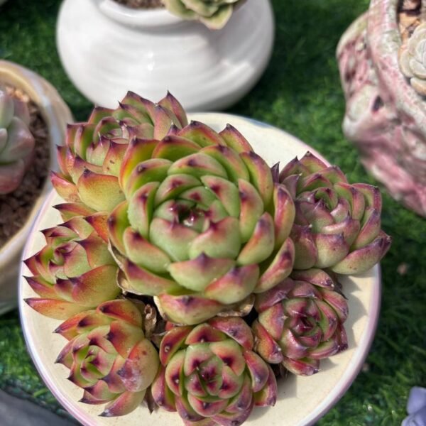 342.Echeveria 'Moon Stone'