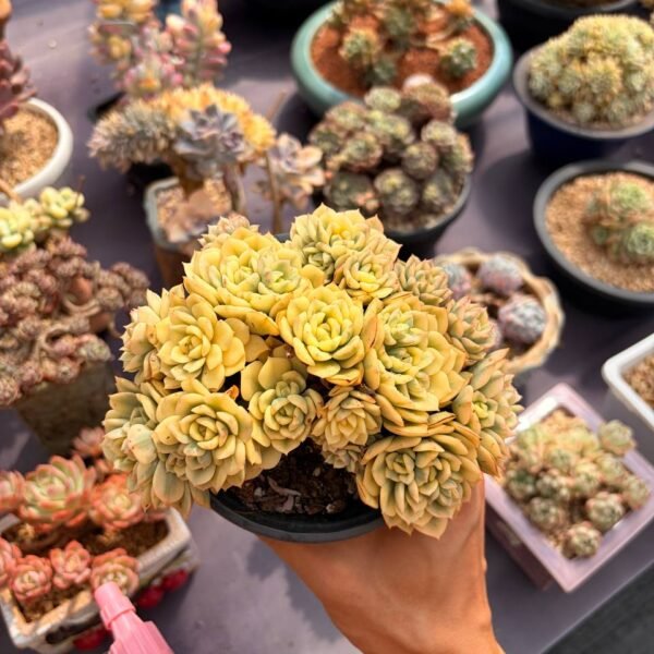 267.Sedeveria 'Rolly' variegata