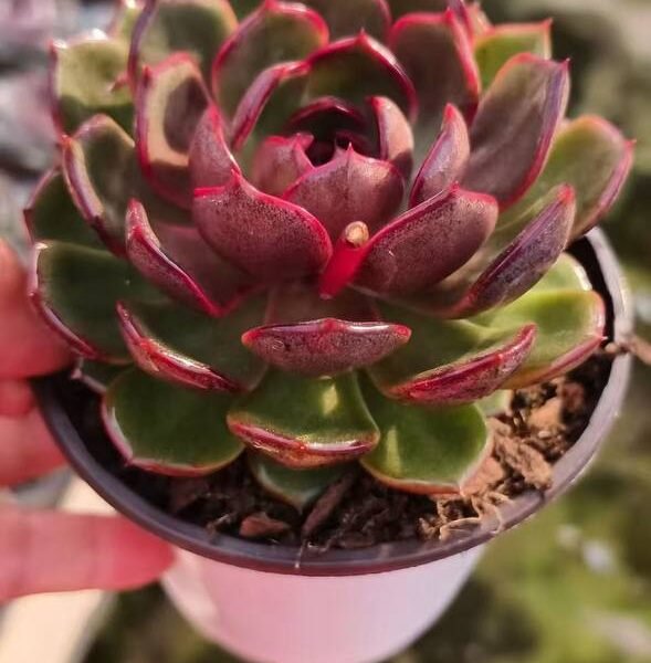 039.Echeveria 'Liuliuqiu'