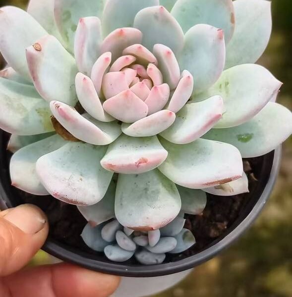 040.Echeveria 'Yu Furong'