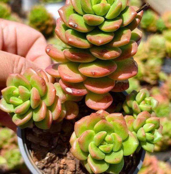 041.Echeveria 'Lemon Berry'