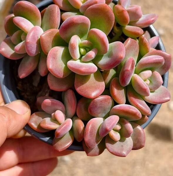 042.Echeveria 'Ju bao pen'
