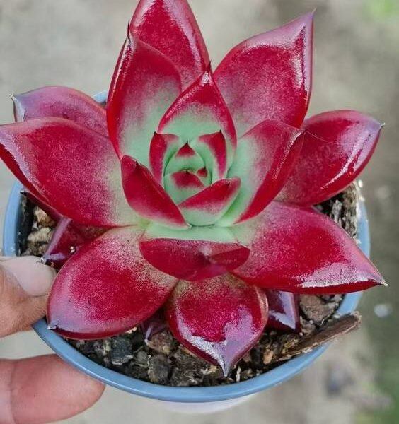 043.Echeveria agavoides 'Cayenne'