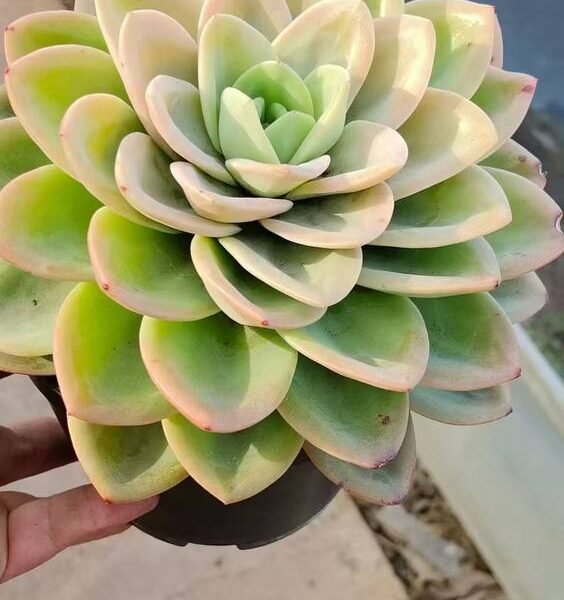 044.Echeveria 'Yuzi Cha'