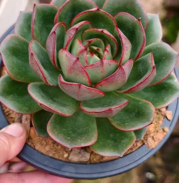 045.Echeveria 'Treasure'