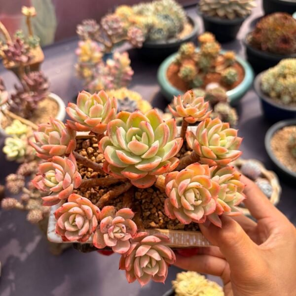 268.Echeveria 'Silk Veil'