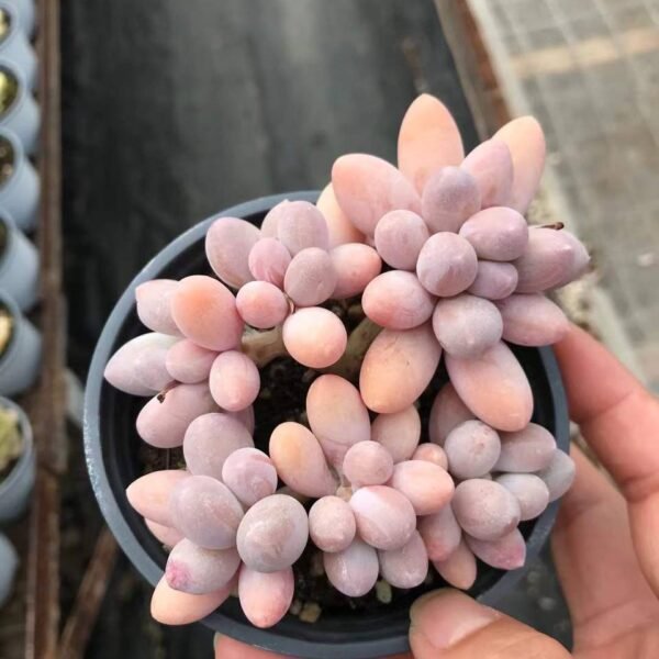 046.(Pachyphytum text{ 'Sweet Dumpling'})
