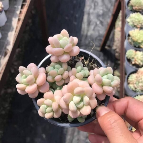 047.Pachyphytum 'Caviar'