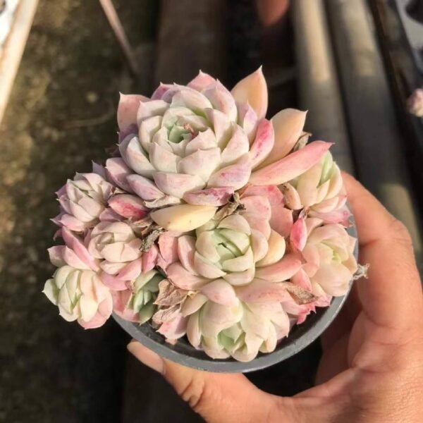 048.Echeveria elegans 'Alba'