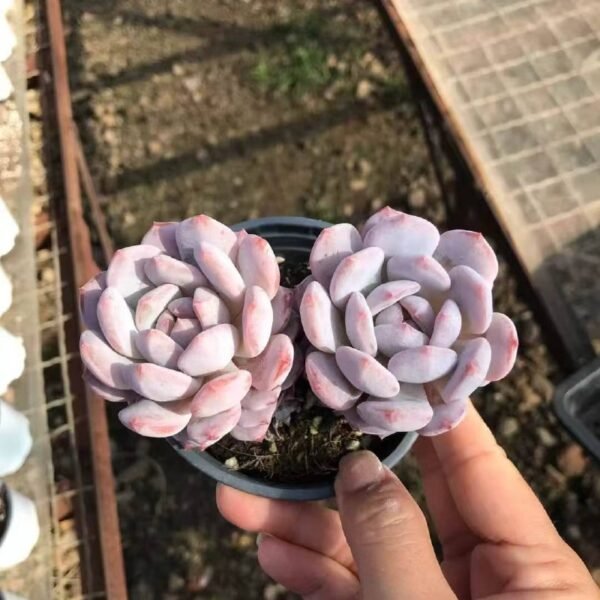 049.Echeveria 'Yu Furong'